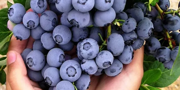 Unutkan ve dikkat eksikliği olan kişilere yedirin! Öğrenme zayıflığı ve unutkanlığa karşı doğal yöntemler