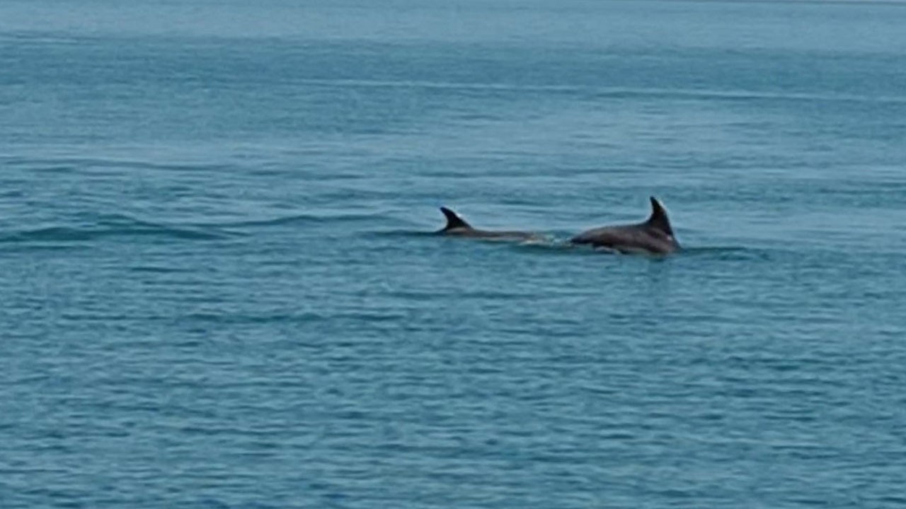 Ünye sahilinde büyüleyici anlar! Yunusların av şovu