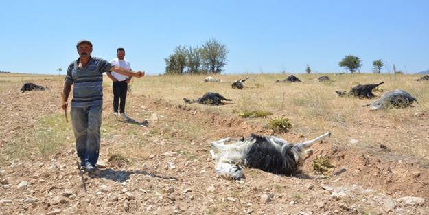 Üre gübresi karıştırılmış yemi yiyen 25 keçi öldü: Gözleri, ciğerleri ve vücutları patlamış!