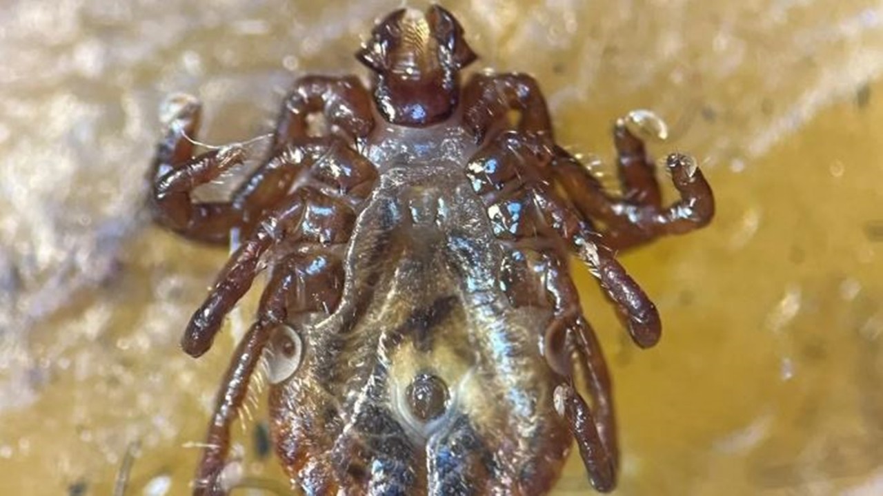 Üremeye başladı! Ülkemizde yeni bir kene türü ortaya çıktı