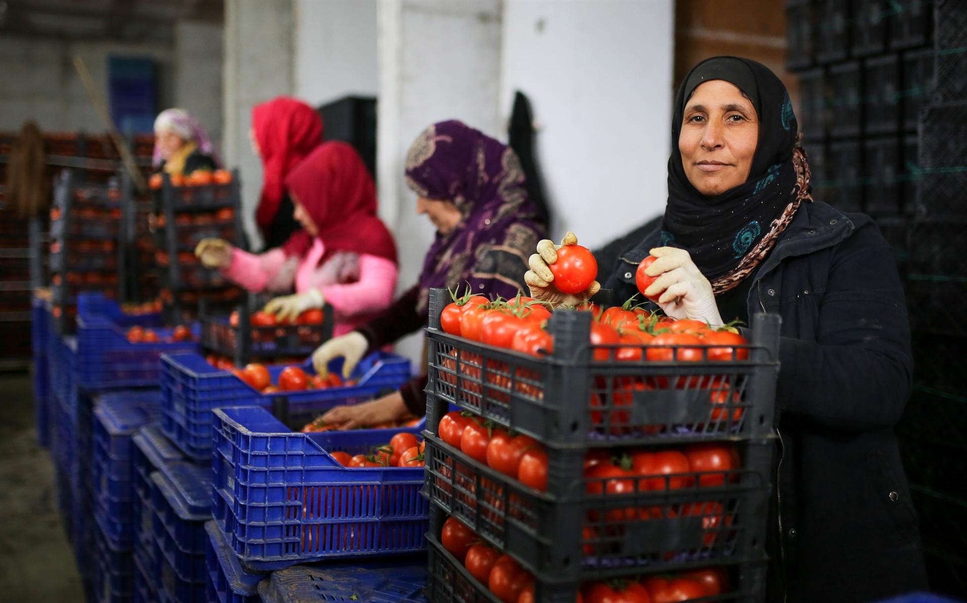 Üretici tanzim satıştan memnun! 3 günde bin ton...