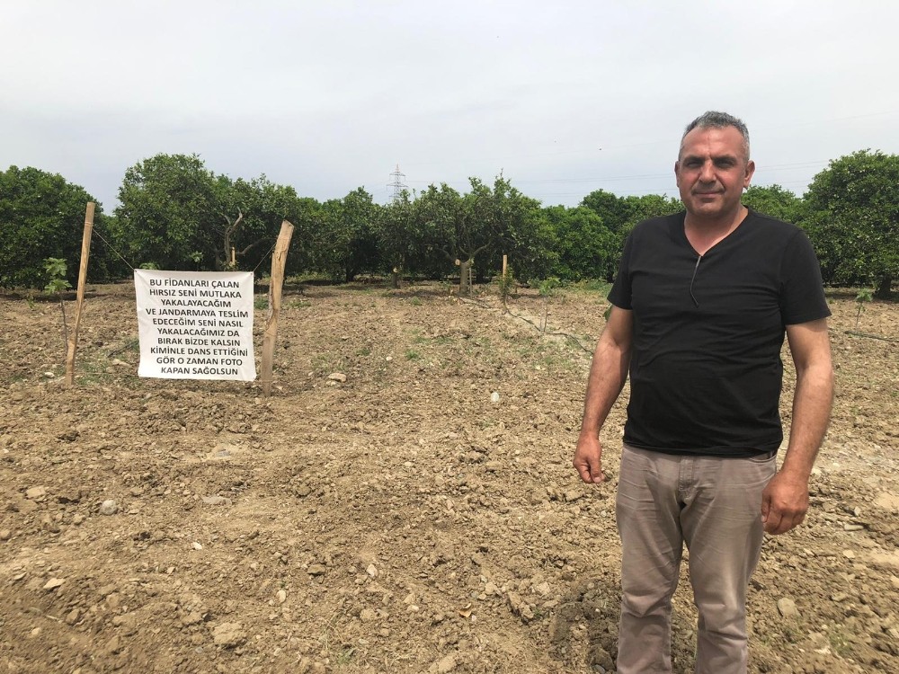 Üreticiden fidan hırsızlarına afişli önlem 