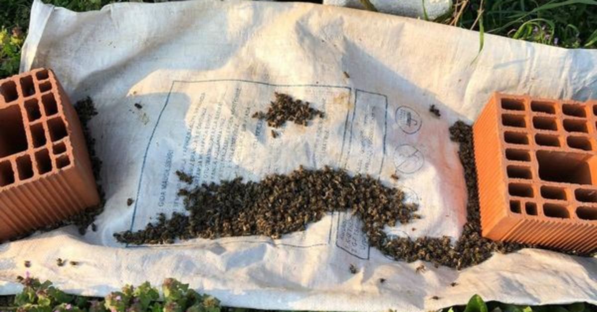 Üreticiler diken üstünde... Milyonlarcası bu halde bulundu