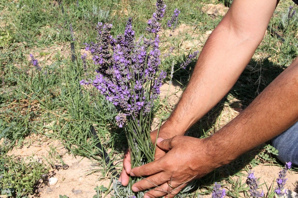 Üreticilere dağıtılan 30 bin lavanta fidesi çiçek açtı, hasat başladı 