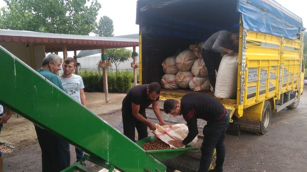 Üreticilerin fındıkları harmanlarda kurutuluyor 