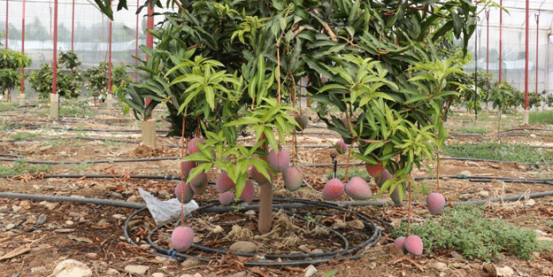 Üreticilerin yeni gözdesi! Sadece 1 ağaçtan aylık 3 asgari ücret