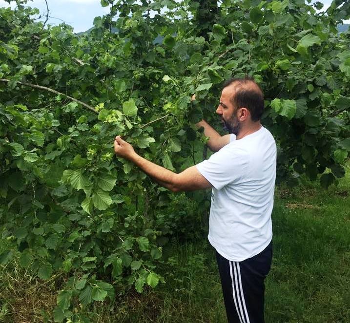 Üreticinin kahverengi altını: Fındık 