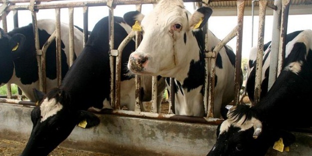 Üreticiye 185 bin hayvan dağıtacaklar