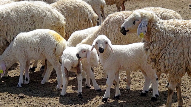 Üreticiye 7,5 milyon liralık hibe