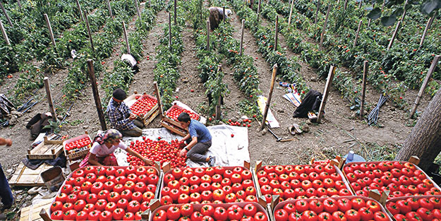 Üreticiye alım garantili ürün desteği
