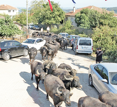 Üreticiye yüzlerce manda hibe edildi