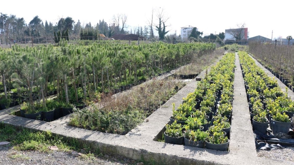 Üretim Fidanlığı sayesinde Kocaeli yeşilleniyor 