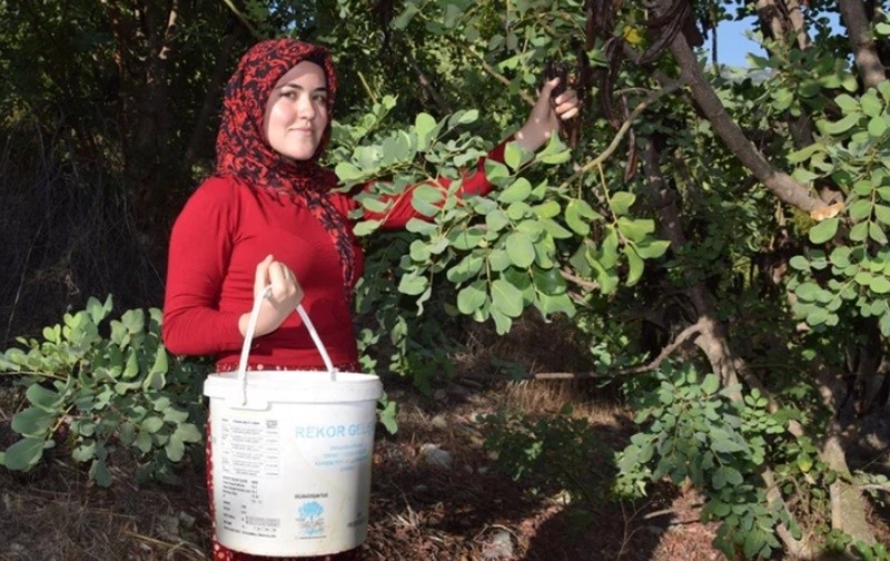 Üretim patlaması yaşandı! Yahya Peygamberin…