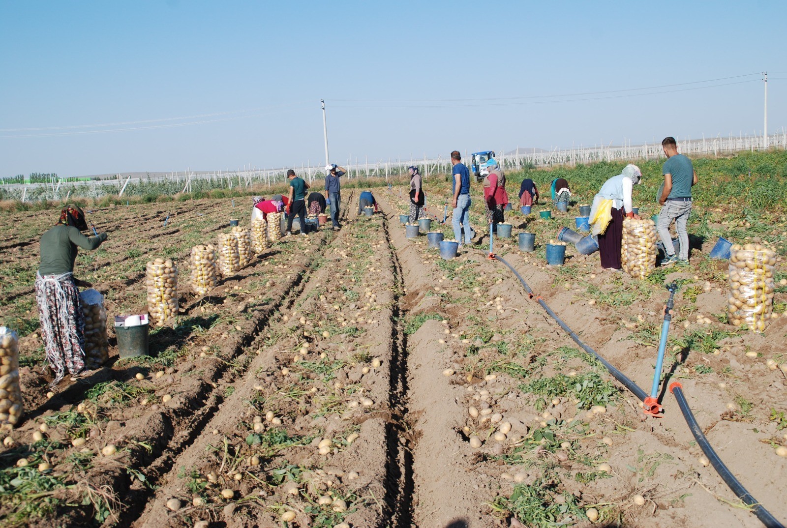 Üretim yüzde 200 oranda arttı! Niğde'de yazlık patates ekimi başladı