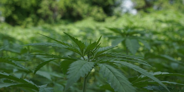 Üretimi bize yasaklatıp kendileri arttırdı