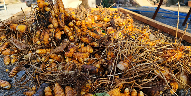 Üretimi çok zor! Türkiye, Hindistan ve Çin'e rakip oldu