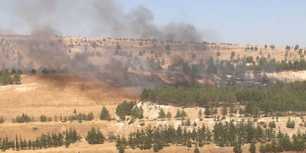 Urfa'da ormanlık alanda yangın!