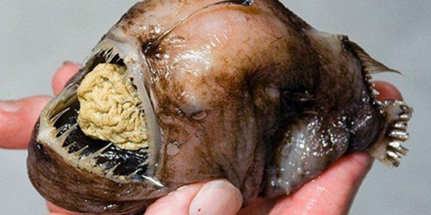 Ürküten deniz canlıları - FOTO