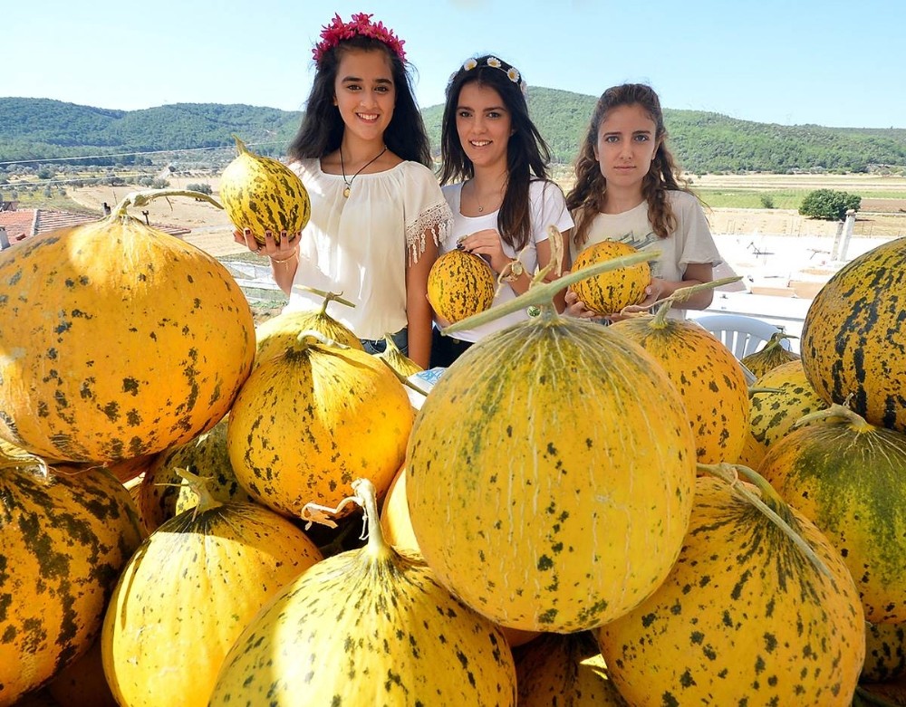 Urla’da merakla beklenen kavun festivali başlıyor 