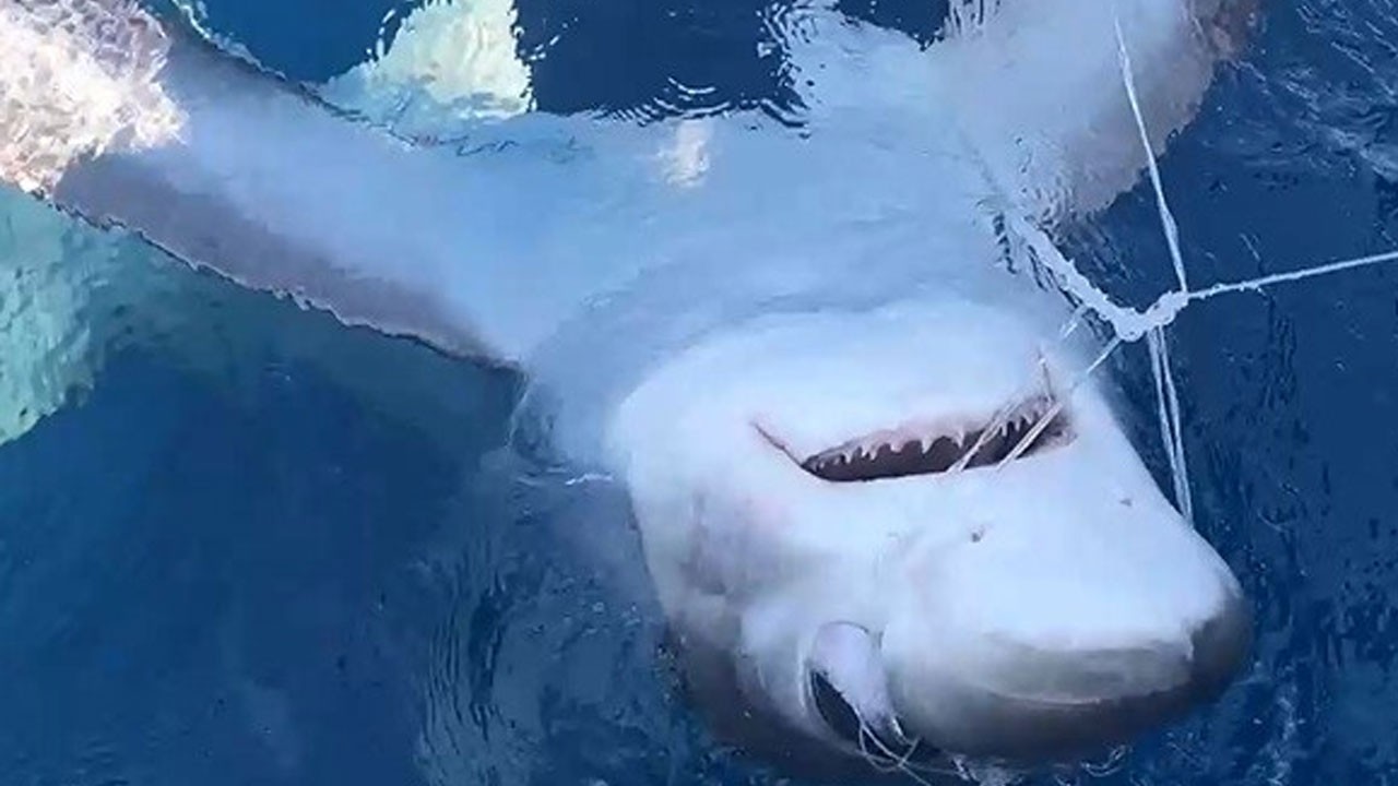 Ürperten görüntü! Gökçeada açıklarında oltaya köpekbalığı takıldı