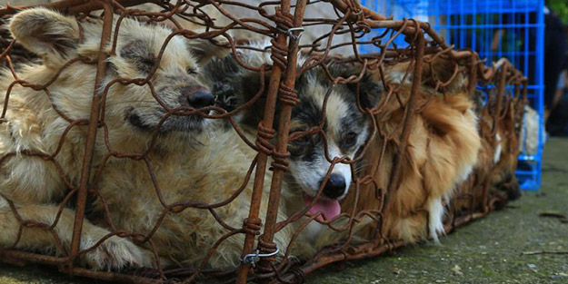 Ürünleri tüyler ürperten firmadan mide bulandıran çağrı: Köpek eti tüketin