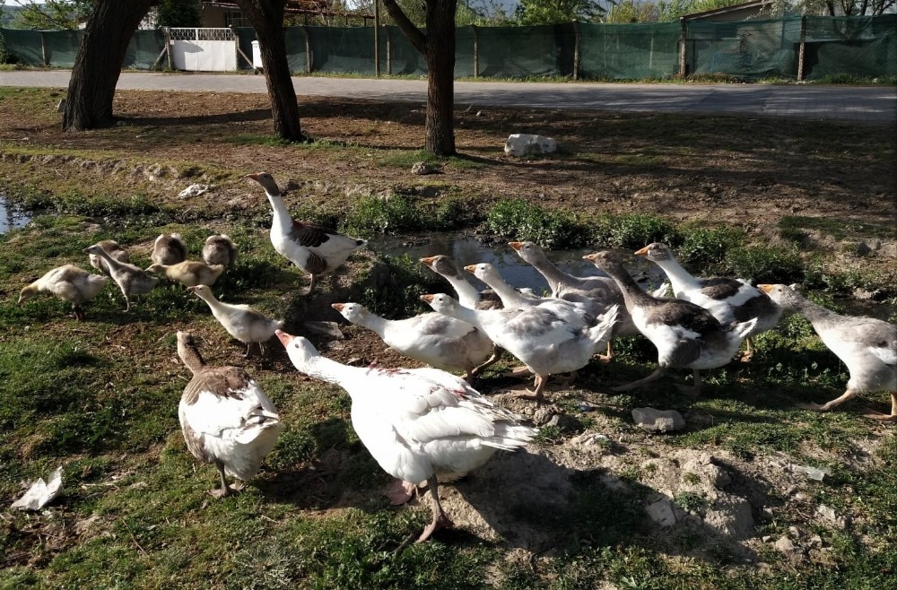 Uşak kazları Kars kazlarına rakip oluyor 