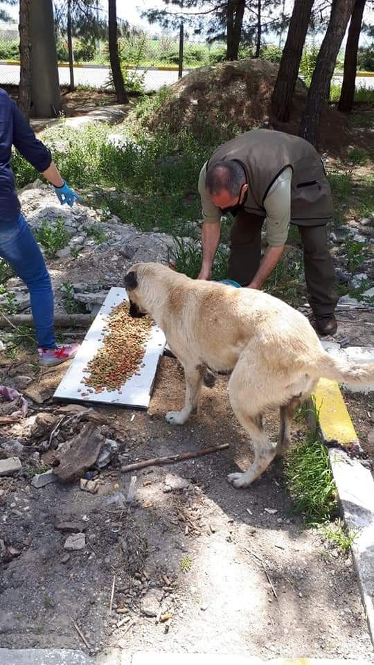 Uşak’ta sokak hayvanları unutulmadı 