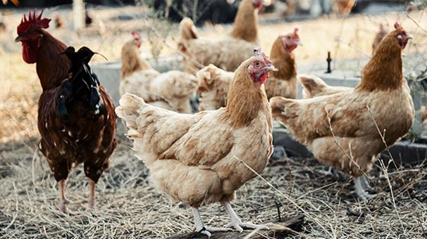 Uşak'ta üç tavukla başladı üç bin tavukluk çiftlik kurdu