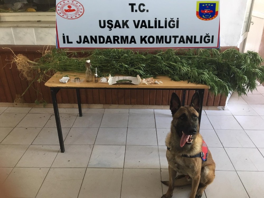 Uşak’ta uyuşturucu operasyonu 
