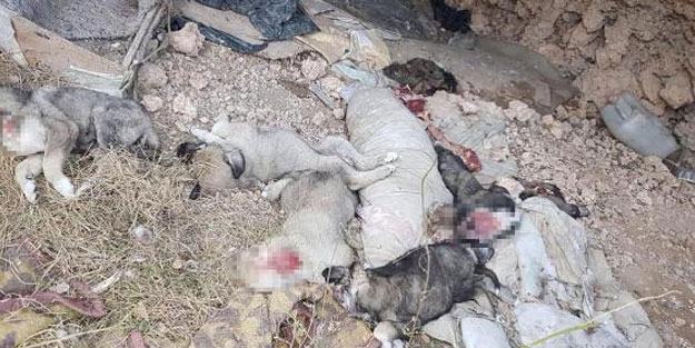 Uşakta vahşet! 5 yavru köpek parçalanmış olarak bulundu