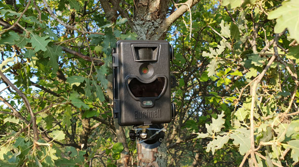 Uşak'ta ayı izlerinin görüldüğü bölgeye fotokapan kuruldu