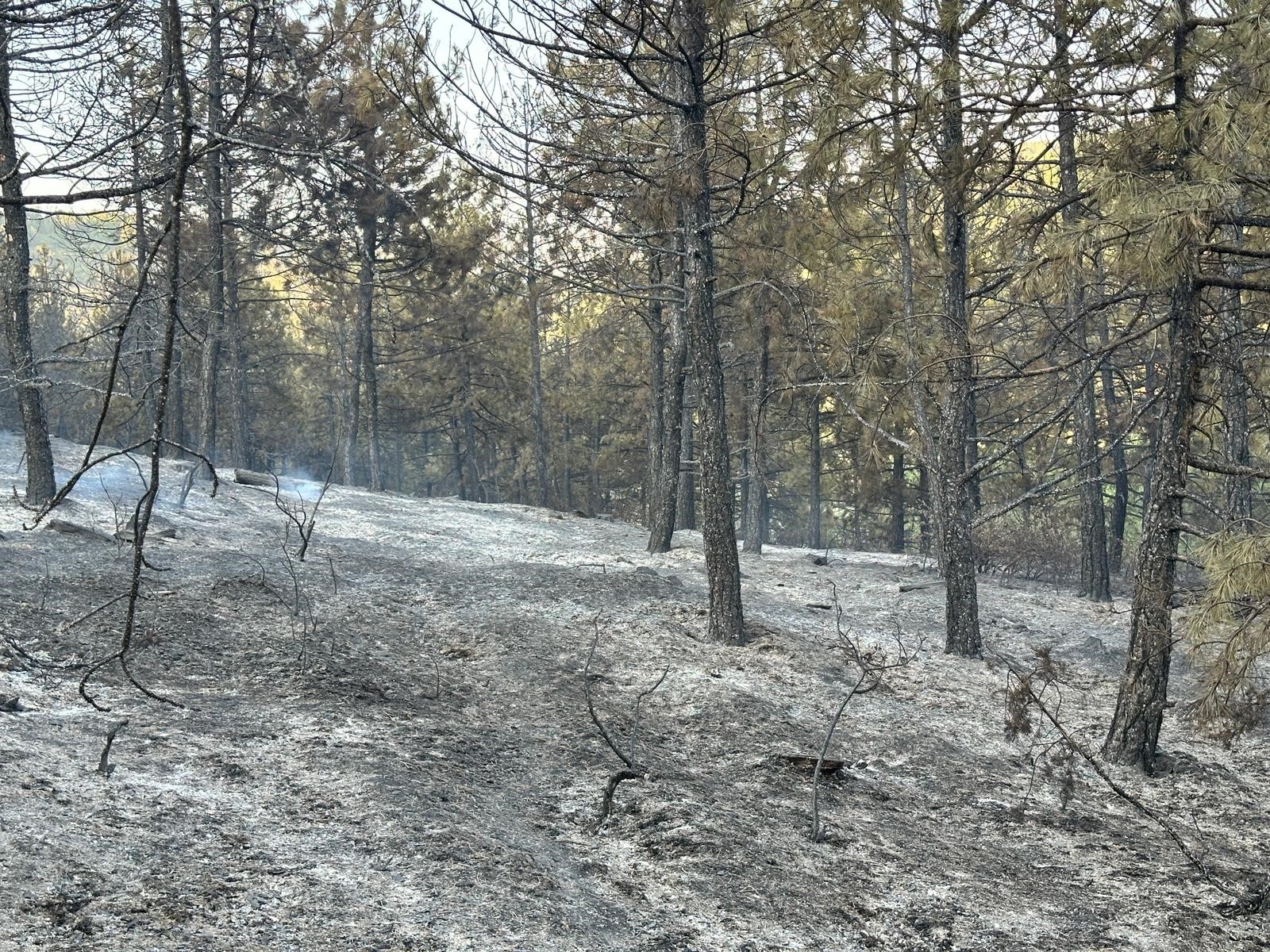 Uşak'taki orman yangını kısmen kontrol altına alındı