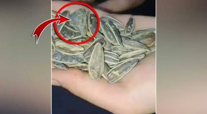 Üstelik ‘Lezzet ödülü’ var! Çekirdeğin içinden öyle bir şey çıktı ki...