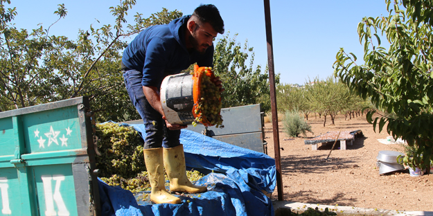 Üstüne basa basa önerdiler! Üzümün o enfes yolculuğuna çıkmaya hazır mısınız?