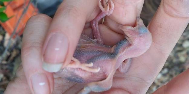 Üvey kardeşlerini öldüren yavru kuşlarla ilgili öyle bir şey ortaya çıktı ki! Daha yumurtadayken bakın ne yapıyorlar