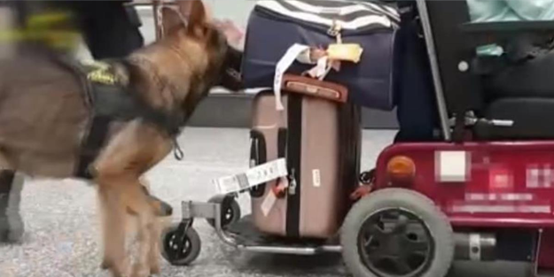 Uyanığa bak! Engelli taklidi yapan yolcunun tekerlekli sandalyesinde 13 kilogram uyuşturucu bulundu