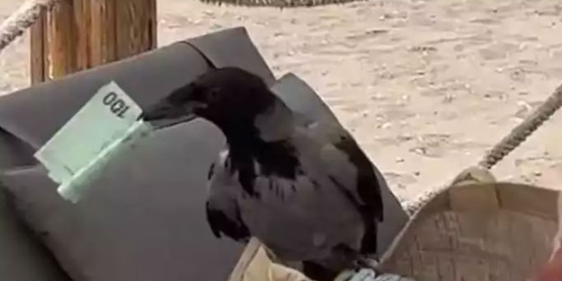 Uyanık Karga, çantadan 100 euro çaldı