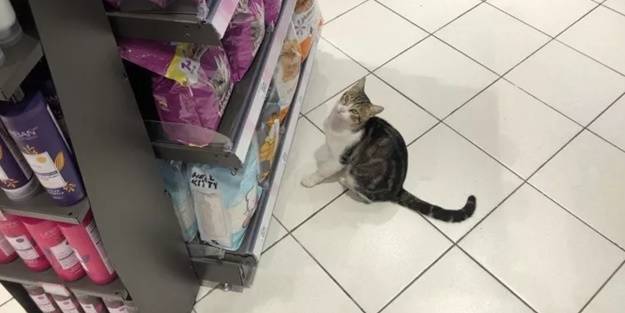 Uyanık kedi kendine mama aldırmak için bakın ne yapıyor