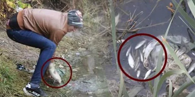 Uyarılara kulak asmadan ölü balıklara hücum ettiler