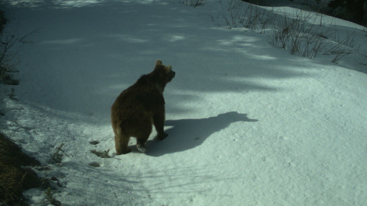 Uyduyla takip edilen 12 ayı inlerine çekildi