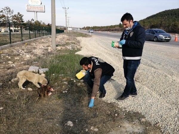 Uygulama noktasına gelen yavru köpeklere polisler sahip çıktı 