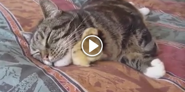 Uyumak için yanlış yeri seçen civciv!