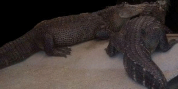 Uyuşturucu mafyası paralarını timsahlarla koruyor