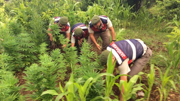 Uyuşturucu sanığı: Pazardan ısırgan otu tohumu diye aldım