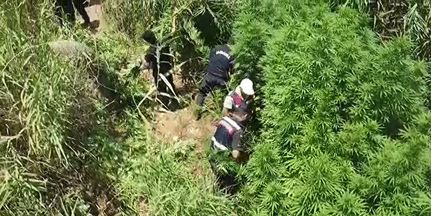 Uyuşturucu tarlasını drone böyle tespit etti