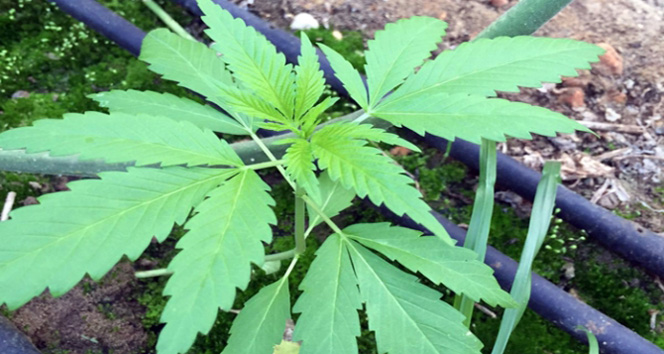 Uyuşturuculu domates serası