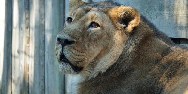 Uyutulan aslanın test sonucu belli oldu