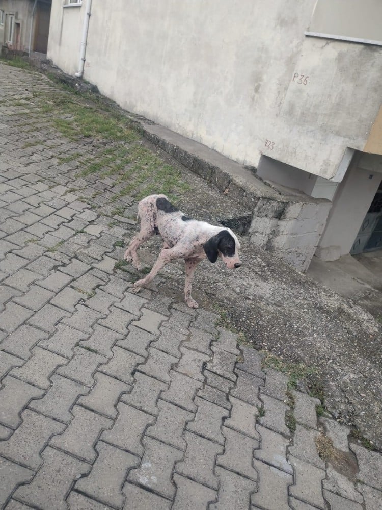 Uyuz köpekler köy halkını tedirgin etti 