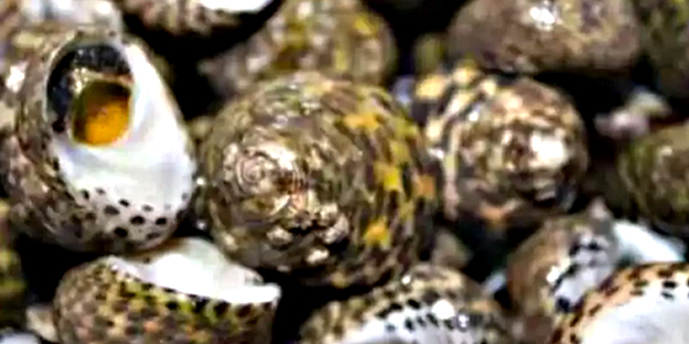 Uzak Doğu Türkiye'den deniz salyangozu alıyor! Türkiye dünyaya tonlarca ihraç ediyor! Büyük talep var