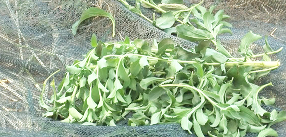 Uzak Doğu’da sık kullanılıyor! İzmirli çiftçi ‘şeker otu Stevia' bitkisini sevdi